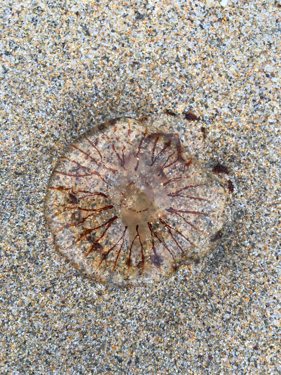 MrDaveBaker's tweet photo. A very British summer continues with rain and red flag at Marazion &amp; mist, wind and jellyfish on Perranporth beach! https://t.co/ujJX25B5Pt