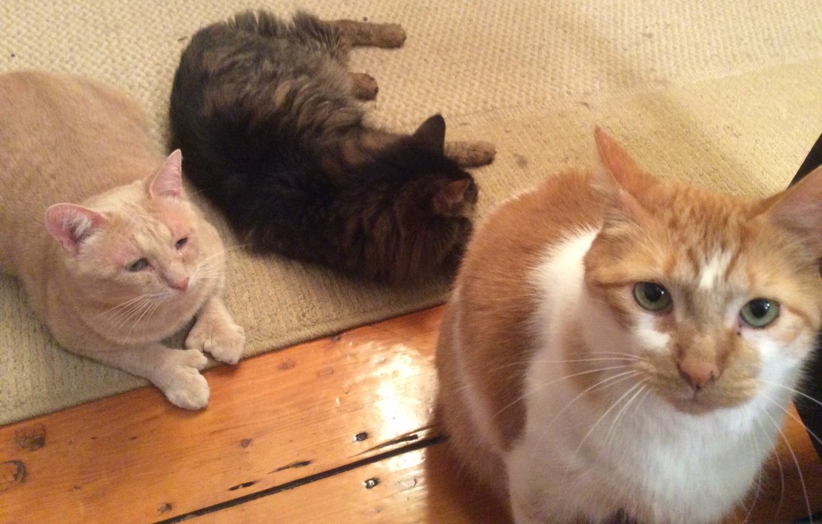 BusterCat2016's tweet photo. It's a handsome Harry photobomb! https://t.co/ean4Gm75nn