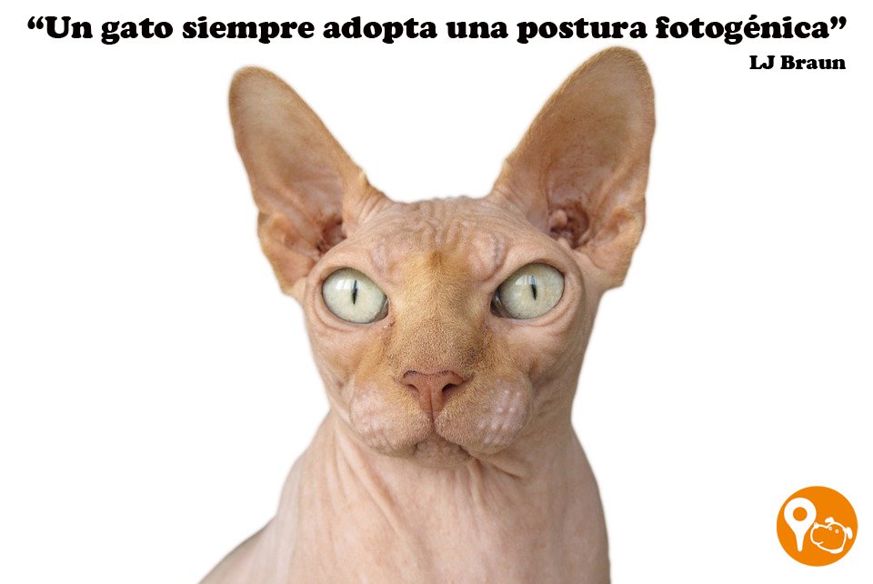 iPettracker_es's tweet photo. Gatos fotogénicos jejejej #ipetGPS https://t.co/aS0D5zrk1G