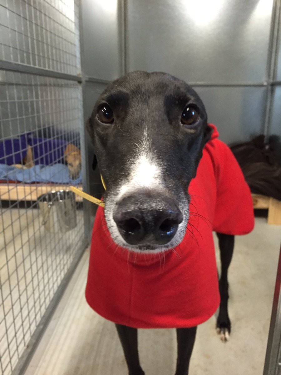 LaniganKennels's tweet photo. Trial day today for Billy &amp; Troy! Both boys went up the road to Bendigo to on a very wet track! Both went well!🐾 https://t.co/w5DfTQg6DZ