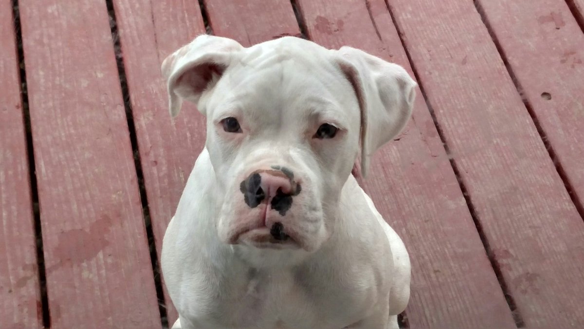 3QCooks's tweet photo. I'm such a #derpface but I'm your #grandpuppy and you love me
#whiteboxer #whiteboxerpuppy #loveboxers #whiteboxe... https://t.co/y1QRrE0T6c
