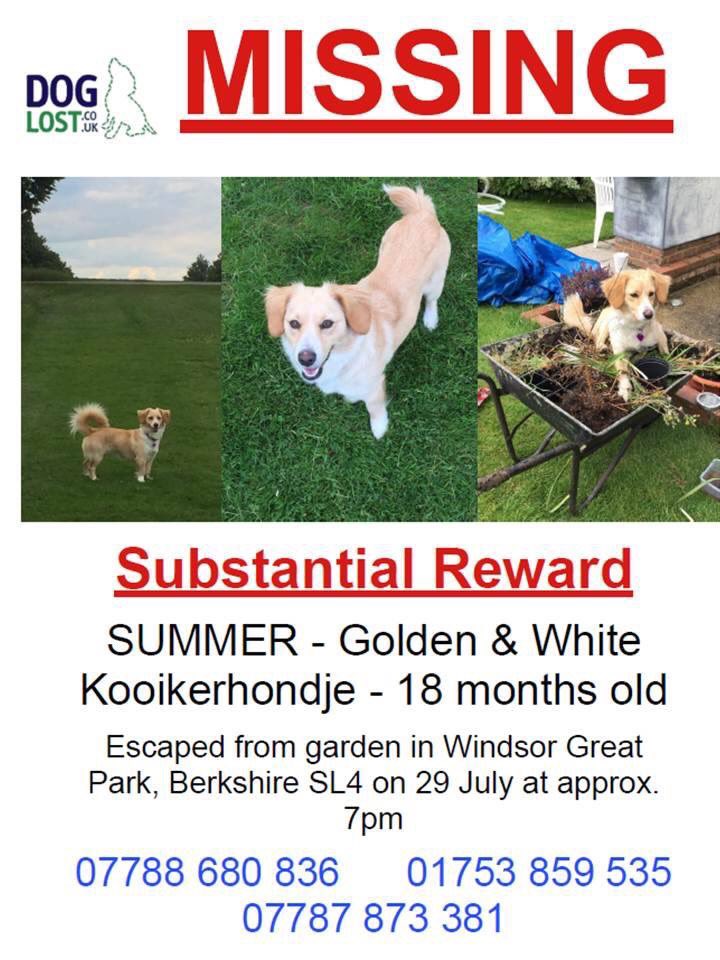 JoJoPie's tweet photo. Please help Summer find her way home #findsummer https://t.co/nhWlHOV9EL
