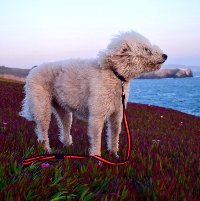 Have a good day! 💪  
#dogsoftwitter #pfoteundhuf #dog #DogLover #leash #collar #hund #love 

pfote-und-huf.com/index.php?rout…