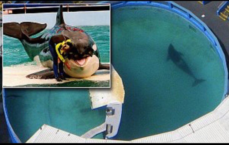 nixosus's tweet image. #FreeLolita #EmptyTheTanks #TweetForTokitae