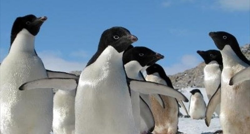 StaceyinDetroit's tweet photo. RT to save the penguins! @BAS_News #gishwhesLovesSmellyPenguins #TeamOddish https://t.co/bEhLuScNce