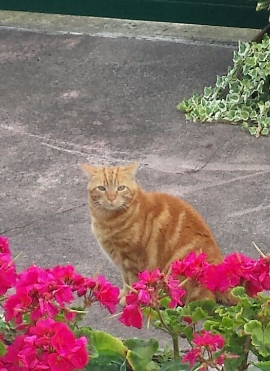 FrancoiseChard's tweet photo. #PokemonGO on cherche #PIXELGO 
Pixel parti de #Tremblay  peut être monté dans 1voiture et lâché loin de chez lui https://t.co/lL0w3xvZNZ