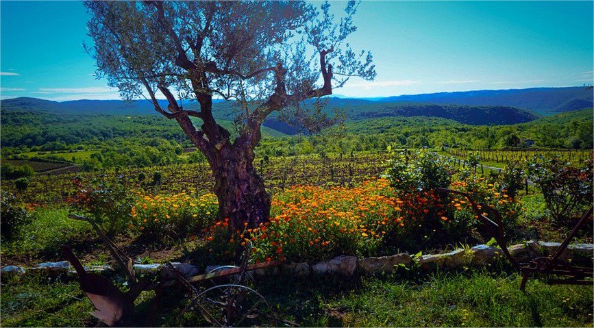 ShareIstria's tweet photo. A bit of #TuesdayMotivation from #Istria for all the wanderers out there!
#ShareIstra by lovely @AnnTran_
#Croatia https://t.co/t5RVwBDbww