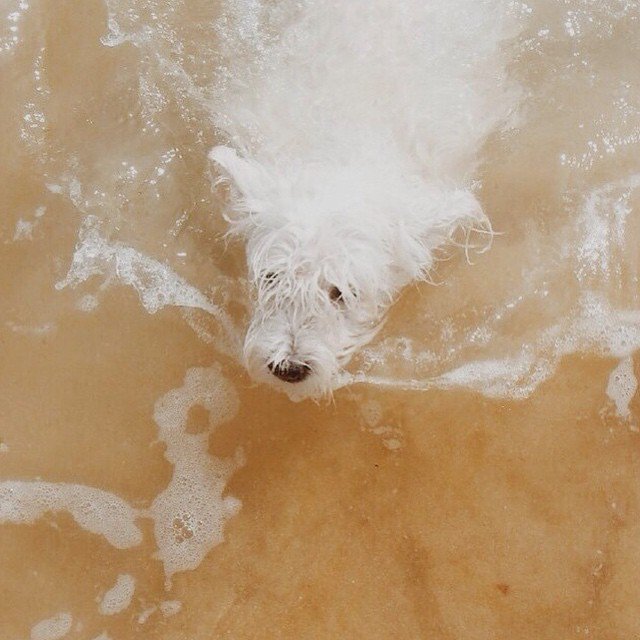 tail_wag's tweet photo. Lola is dissolving 😱 Send help!
#handmade #collars #lola #dogs #pets #beach https://t.co/KbE8mzSaED