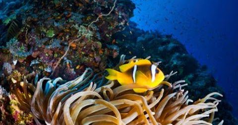 Biodiversity: Coral reefs dlvr.it/LxPYxl