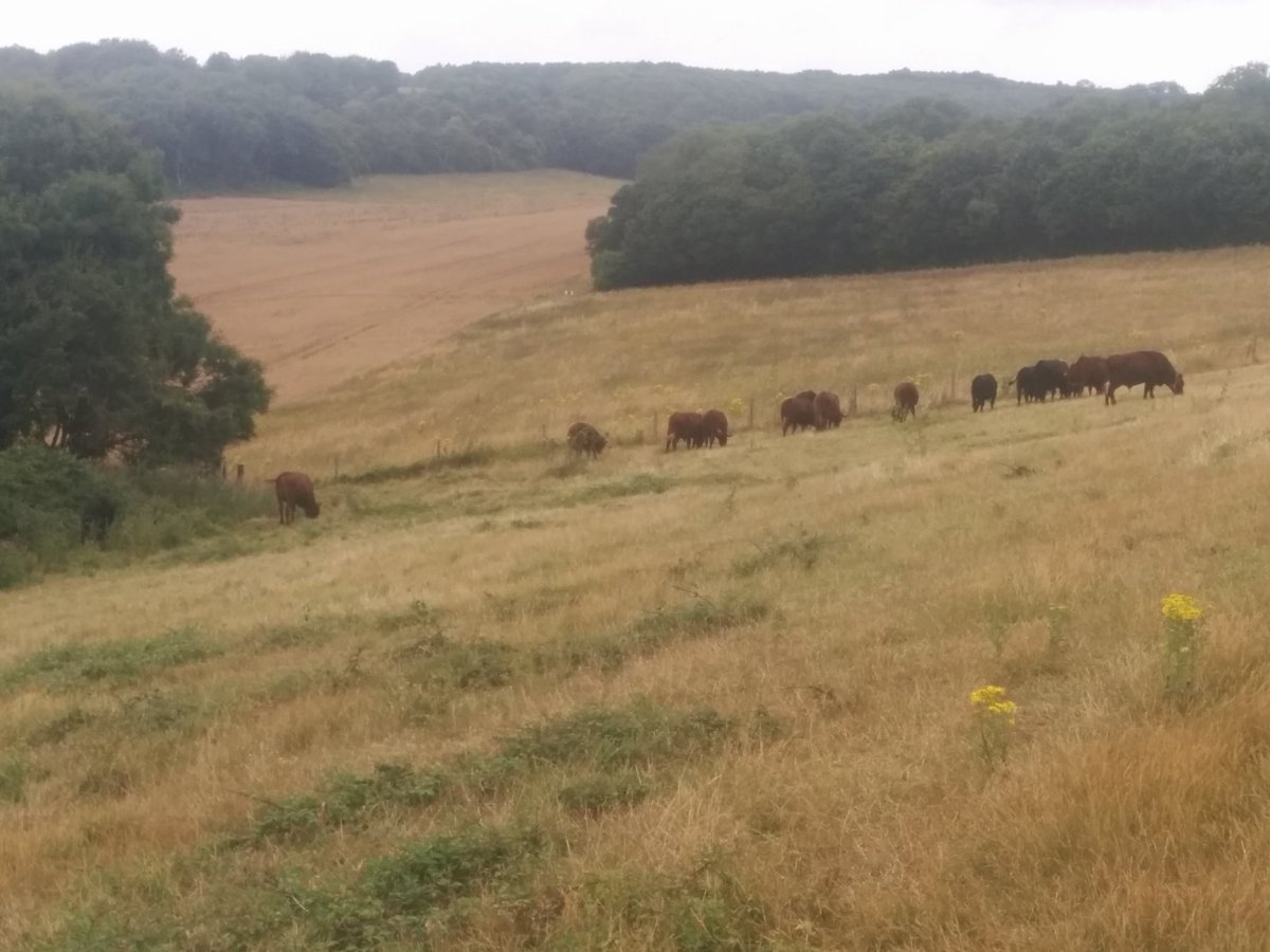 _LineNielsen's tweet photo. Amazing day today @Ranscombe_Farm with badger &amp; kestrel spotting, healthy cattle and litter picking #volunteer https://t.co/YYrwy4uvIH