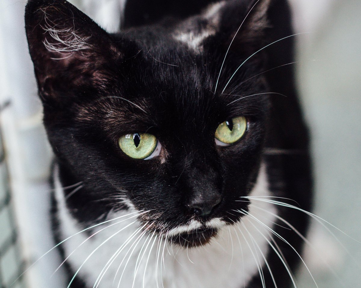 Debonair Got Milk is wiggly, silly, and affectionate. She would love a home of her own! #CatsOfTwitter #CatRescue