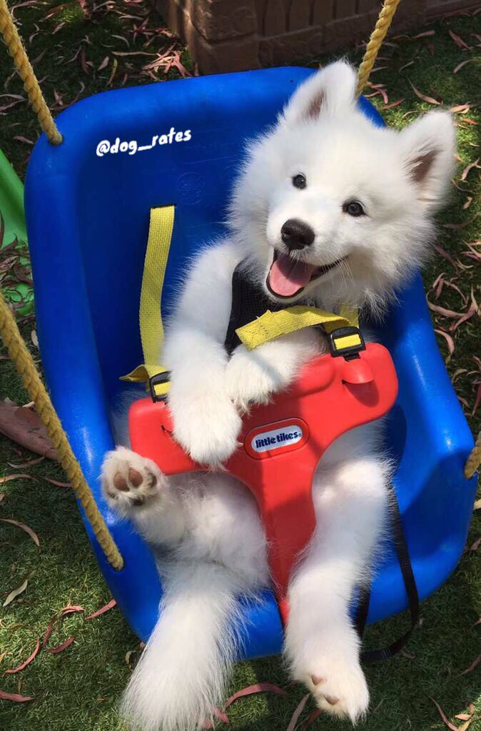 18 Photos That Prove Dogs Can't Possibly Be Real