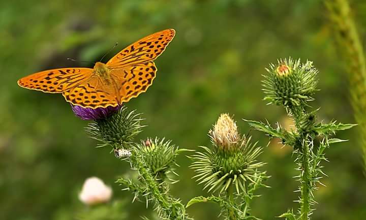 Rubson Rosa#TimBeta (@rubson_rosa) on Twitter photo 