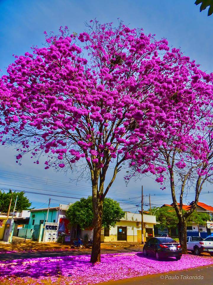 Rubson Rosa#TimBeta (@rubson_rosa) on Twitter photo 