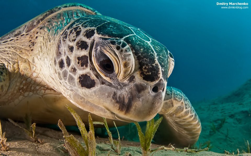 ActivityGuide's tweet photo. Happy #TurtleTuesday
— if you ♥ sea turtles please say no to shrimp &amp; ween thyself from single use plastics https://t.co/Zsig8cosLO