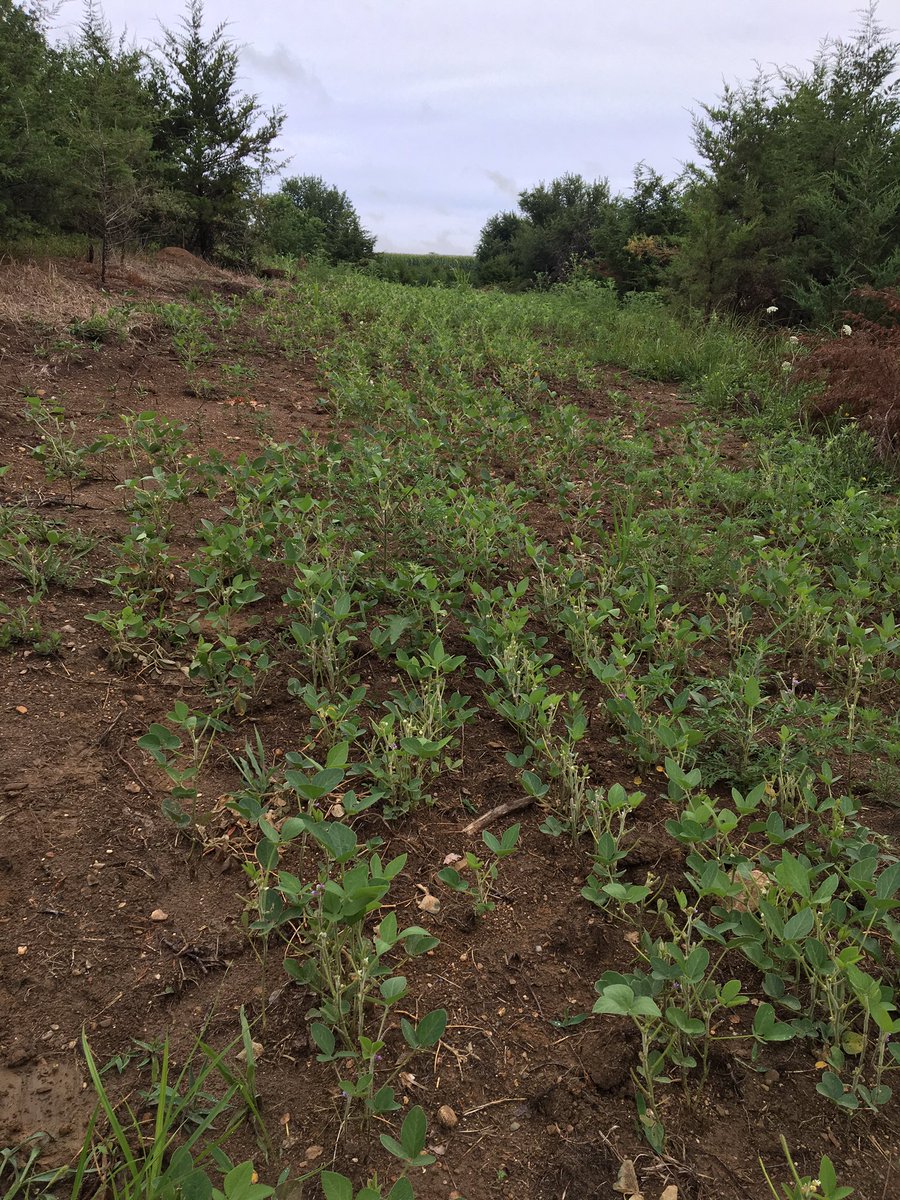 The deer are sure munching on the beans.
