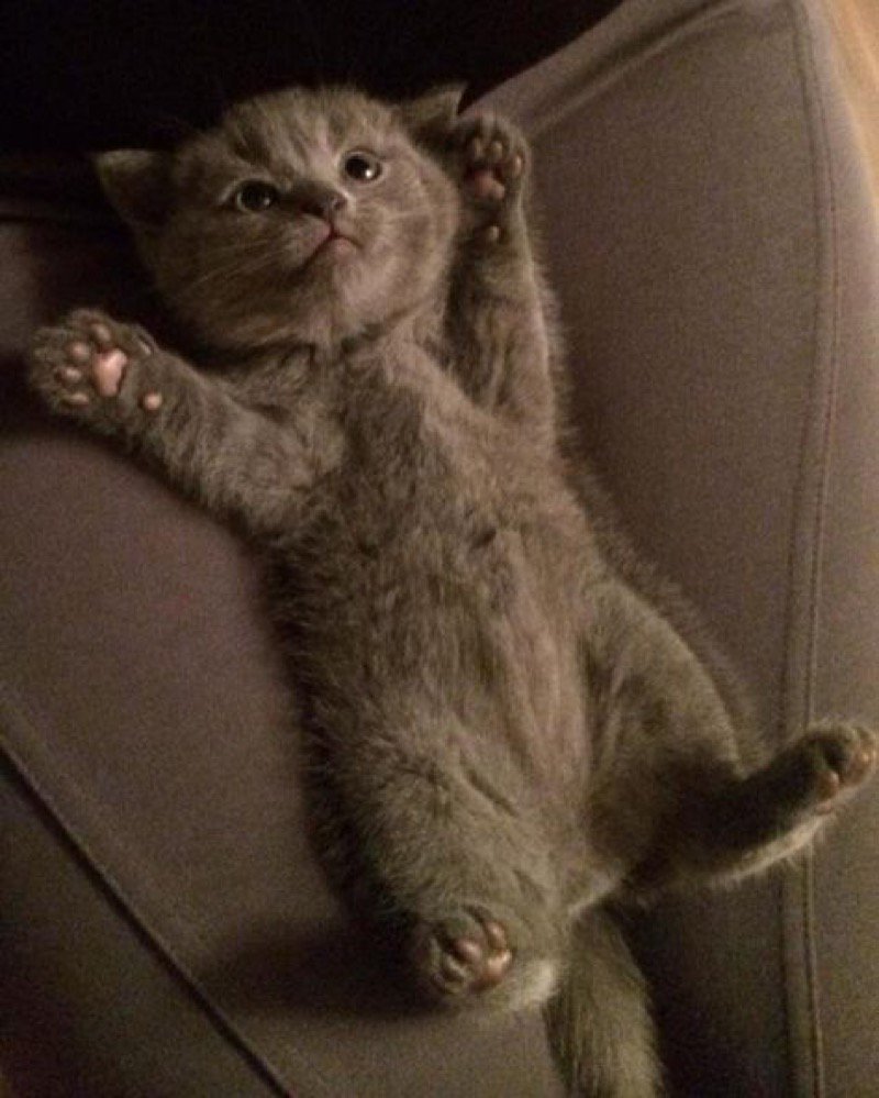 catsnkittys's tweet photo. I surrender to belly rubs... https://t.co/ya8d1LTFAU
