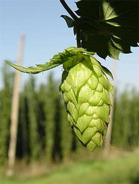 AdamBrewboys's tweet photo. Did you know that #hops the female flowers are of the cumulus lupus plant? #KickassBeer #Beer https://t.co/gLywvPsJsW