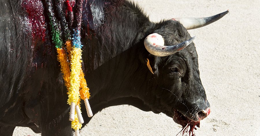 nyahida's tweet photo. #RespetoAnimal Nunca el sufrimiento de los Animales como negocio #BASTAtauromaquia @ManceraMiguelMX @072AvialCDMX https://t.co/J9mjLkbToe