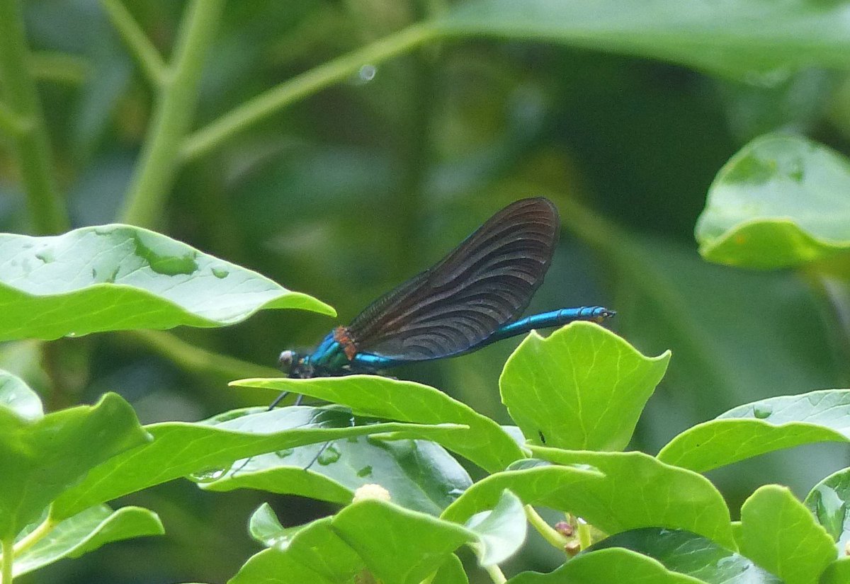 Linacreblogger's tweet image. New damselfly sp seen today in #Shalfleet #BeautifulDemoiselle (3m and 1fm) @BDSdragonflies @Marmari2015