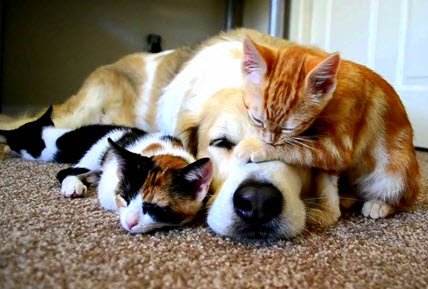Carpet Cleaning: Pet Odor Removal getarotorestoration.com/carpet-cleanin…