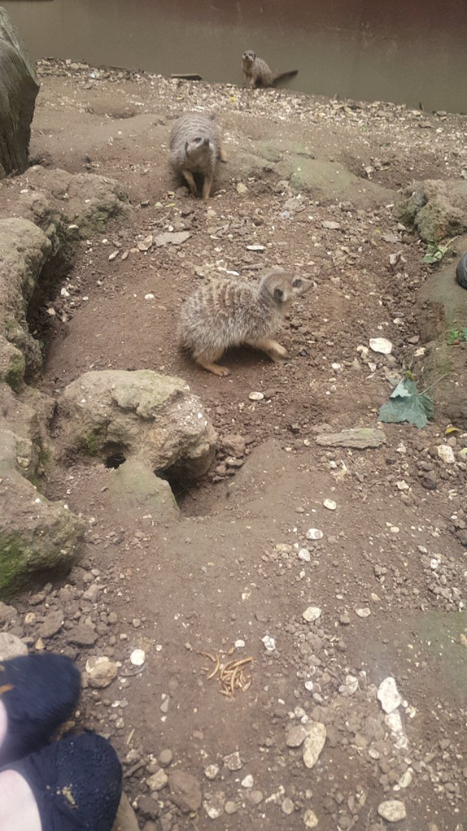 adam4229's tweet photo. Meerkat &amp; animal experience time at Bridlington wild animal &amp; birds of prey park #bridlington #meerkats #animalcraze https://t.co/LIVoGKDA38