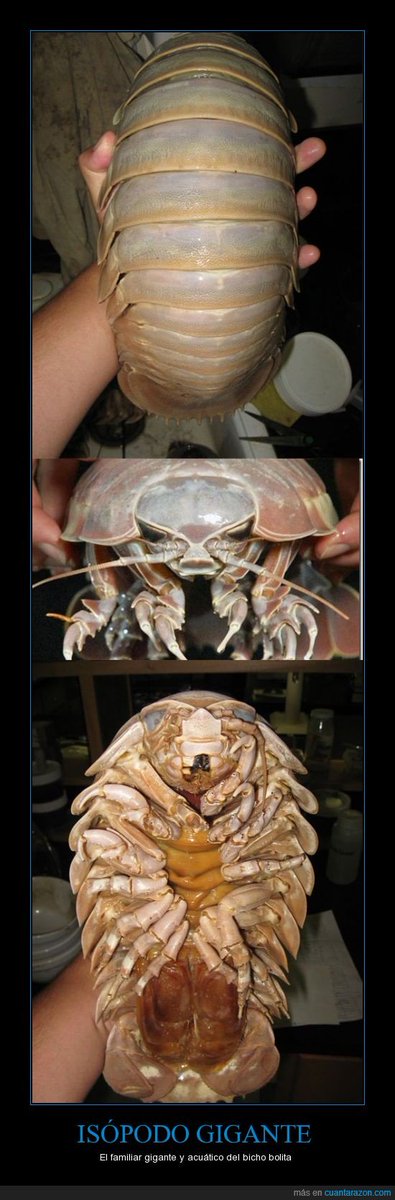 Isopodo Gigante Nadando En El Golfo De Mexico Youtube