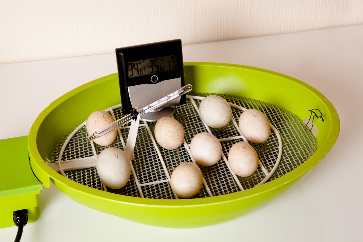AsburyFresh's tweet photo. How to Incubate Chicken Eggs https://t.co/TofryGKHYX #incubator https://t.co/lD4JqYHNXG