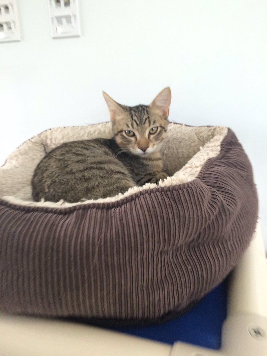 IC Animal Center tweet media