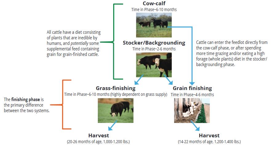 BeefCheckoff's tweet photo. Get the facts about sustainability when it comes to grass-finished and grain-finished #beef https://t.co/XtXmrrexX1 https://t.co/8YY2PStitG