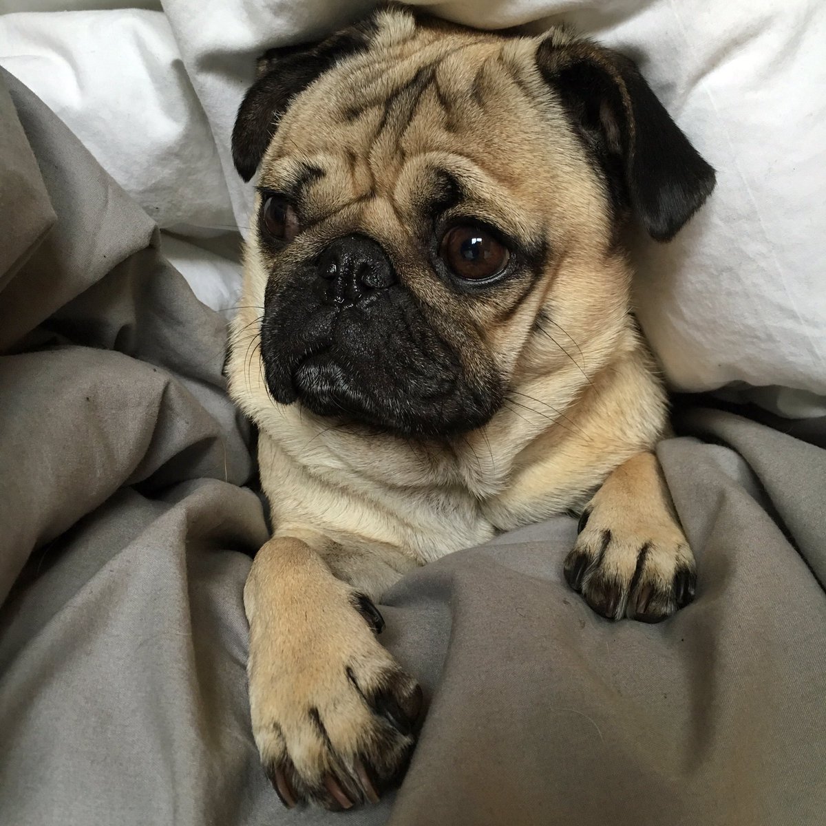 itsdougthepug's tweet photo. When u realize it's August which means it's almost Fall which means It's almost 2017 and u lost no weight https://t.co/3yGybpkC8B