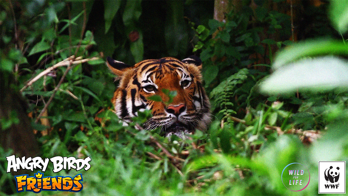 BirdsFriends's tweet photo. A tiger's stripe pattern is as unique to them as fingerprints are to us. Learn more by playing #AngryBirdsFriends https://t.co/xRkefYCNcW