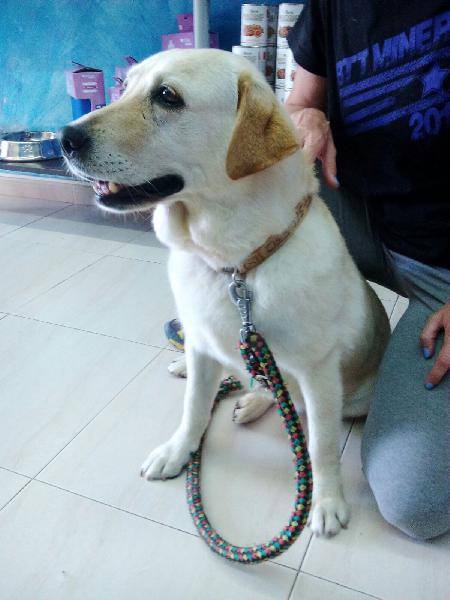 Chispa, labrador senior. Ideal para familias y personas mayores. Quieres acogerlo? Privado para más info. #adopta