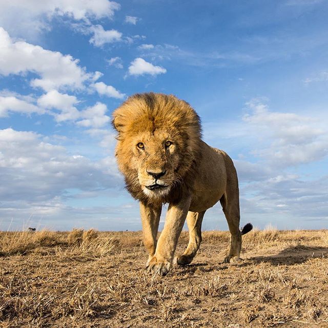 An inquisitive lion photographed with #BeetleCam. instagram.com/p/BInRFcwB_2A/