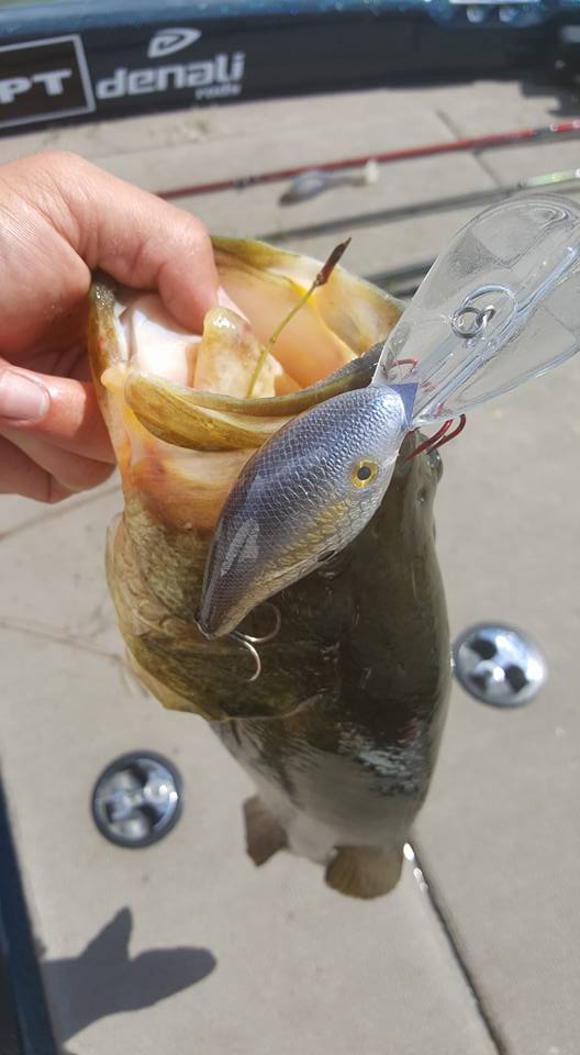 mannsbaitnews's tweet photo. Mann's 20+ Crystal Threadfin. Bass catching machine!
#mannsbaits #crystalthreadfin https://t.co/fPESxcAFLQ