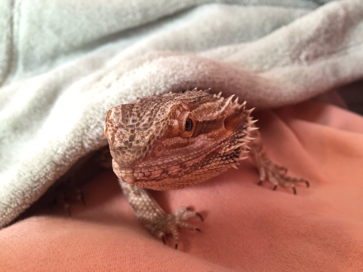 BernDoesThings's tweet image. Hi Twitter just woke up from a nap teehee