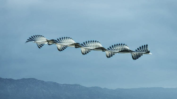 FastCoDesign's tweet photo. A 150-year-old viz trick reveals the beauty of airborne birds https://t.co/d2ZU77pft1 https://t.co/N5t56MTt4F