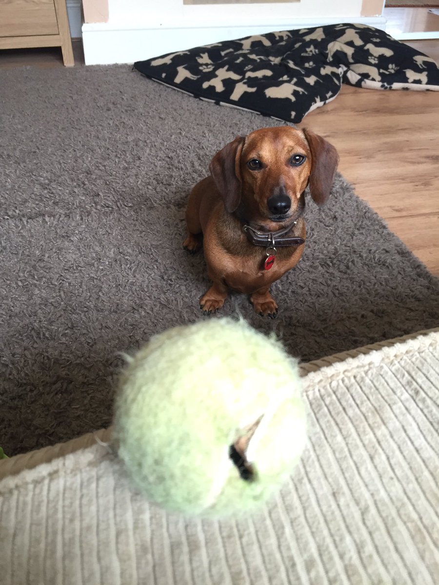 PawsLoughton's tweet photo. Ball obsessed #dachshund #dogs #play #anyonefortennis #sausagedog https://t.co/vz8dNmC05k