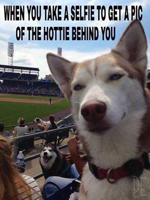 flyball_zone's tweet photo. doggie selfie #dog #flyball https://t.co/CYPbg6IBK9 https://t.co/gmUBM7PMoF