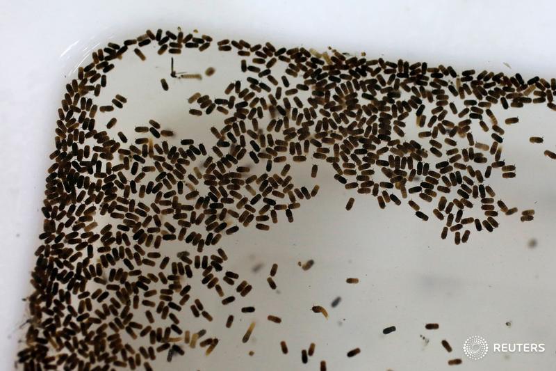 ReutersWorld's tweet photo. A strategy to end Zika using mosquitos themselves: https://t.co/2vzzDHKgbj https://t.co/l8jfgUDY6T