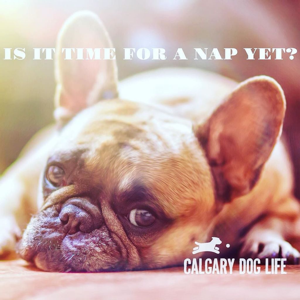 Long weekend recovery.... Nap time.
#calgarydoglife #lifewithdogs #yycdogs #dogsofinstagra… ift.tt/2aN9vRH