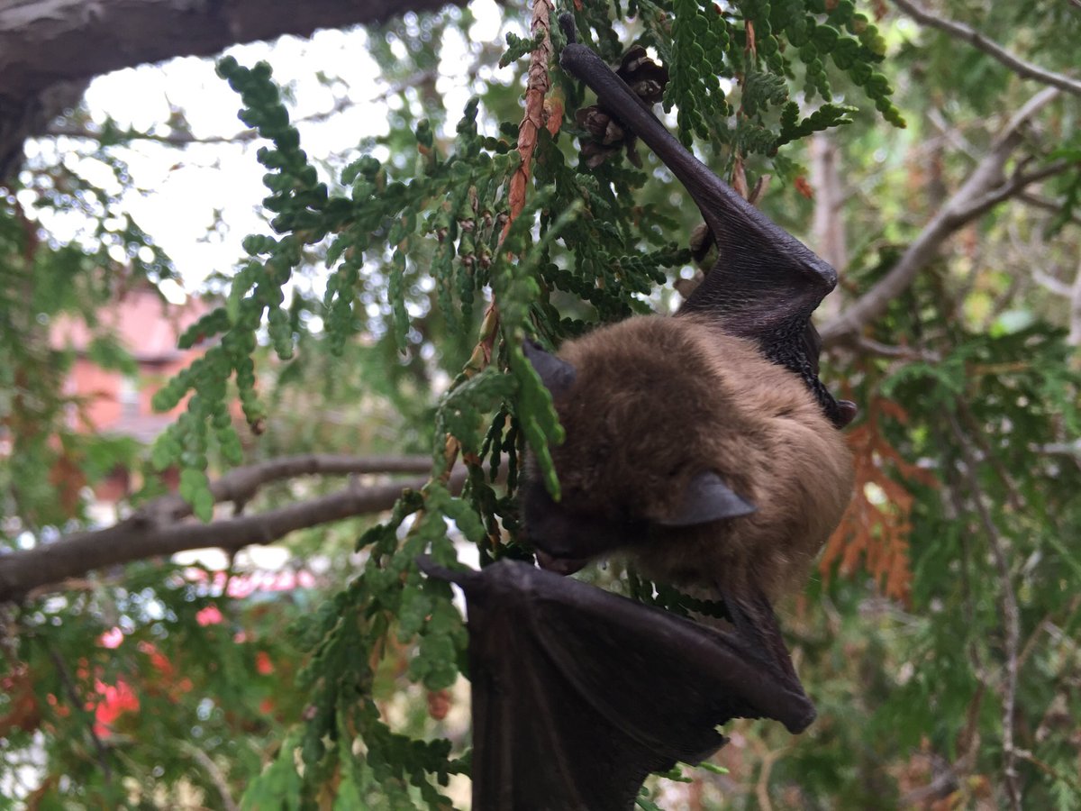 OntWildlife's tweet photo. 60' up doing #batremoval in @CityofBrantford.  #bats #humane #batsconservation #brantford #Ontario https://t.co/wORkdGhl8d