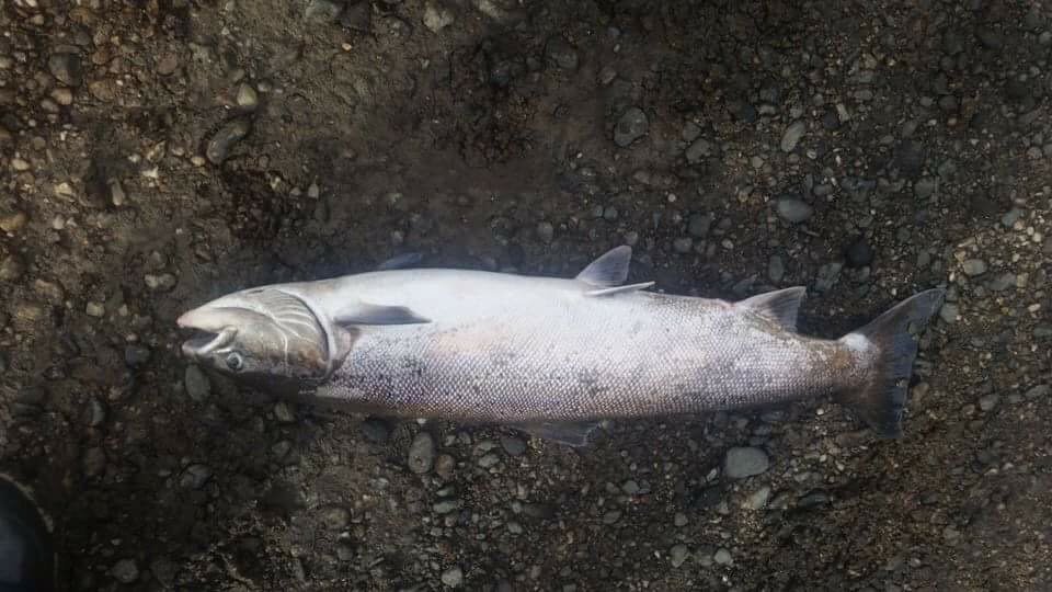 gerryquinn57's tweet photo. This fish swam from Greenland, up the Foyle, then all the way up to Claudy via the Faughan. Killed by pollution. https://t.co/eHOCl8IRlC