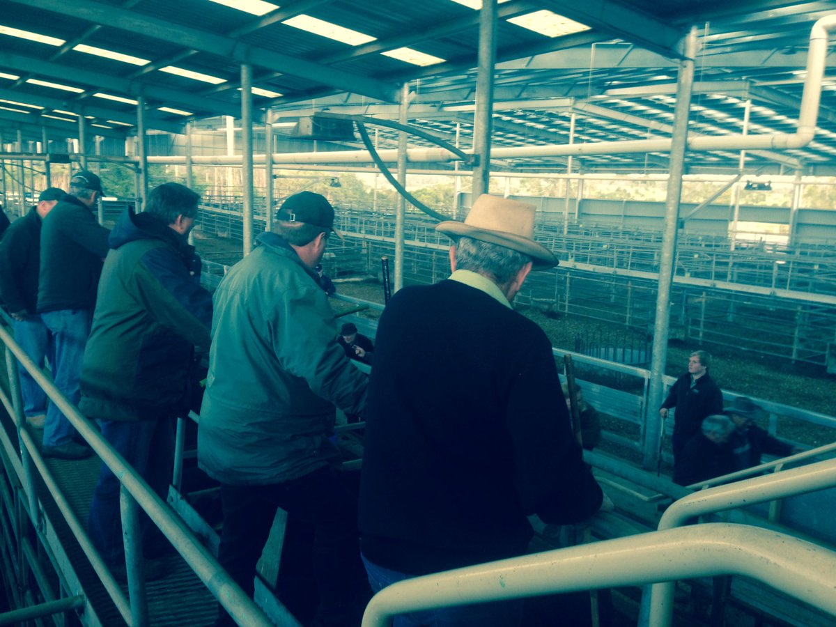 KellieT82052233's tweet photo. Landmark tops the market again with 384.2 #koonwarra #vle #greenteam #goodauctioneering #landmarklivestock https://t.co/Ksar2yco5B