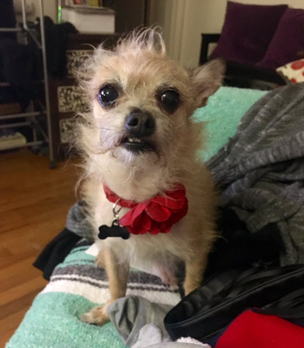 natasha_v's tweet photo. Fav little derp face 🤓 https://t.co/9MYBCUcTo9