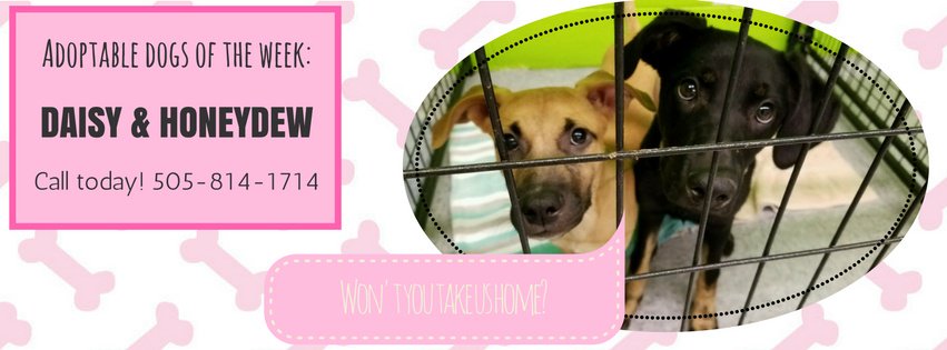 officialPPRT's tweet photo. Meet Daisy and Honeydew, our Adoptable DOGS of the Week! Follow the link for more info:

https://t.co/cHLoGD23tH https://t.co/lei9wOQrNe