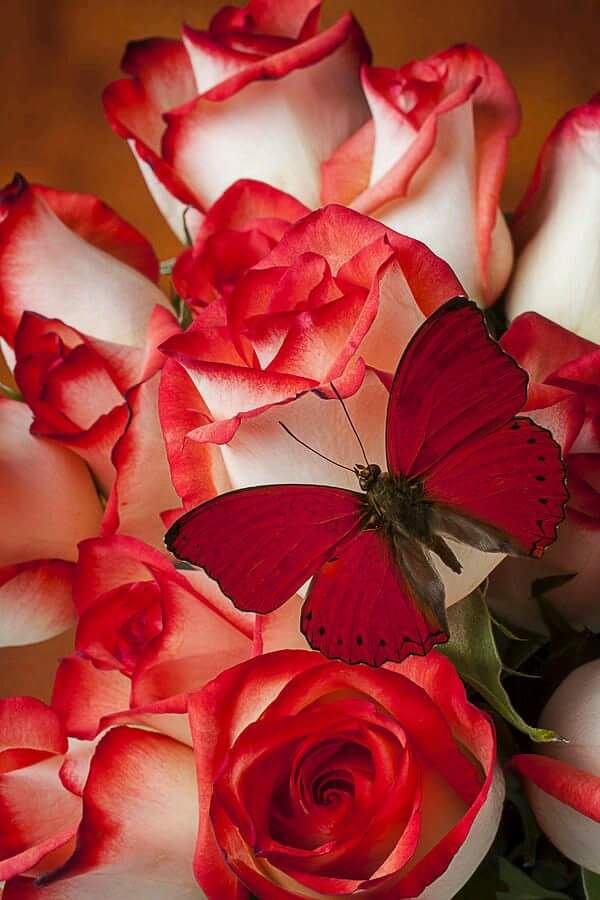 LuciaDodorico's tweet photo. Caricias Al Alma 💞 💝 💖 @natybellEstevez @21FlorSalvaje @ElizOk1 @divina_ilusion @Mirandamalaga 😘 😀 🌜 https://t.co/8E5guke5hp