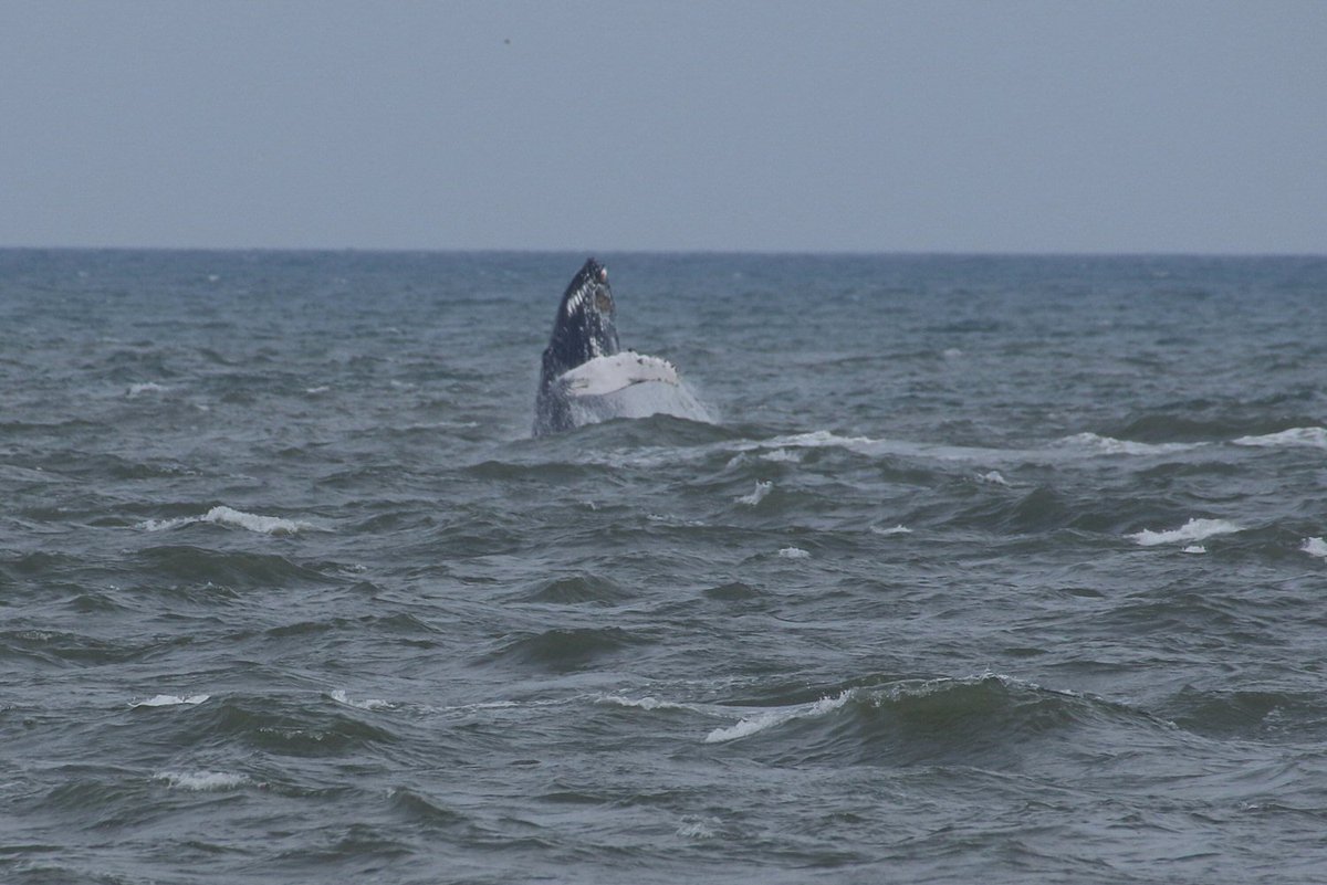 walterjsinnes's tweet image. #WDCShorewatch #Humback #Whale #Ythan. worth the wait! #BigWow