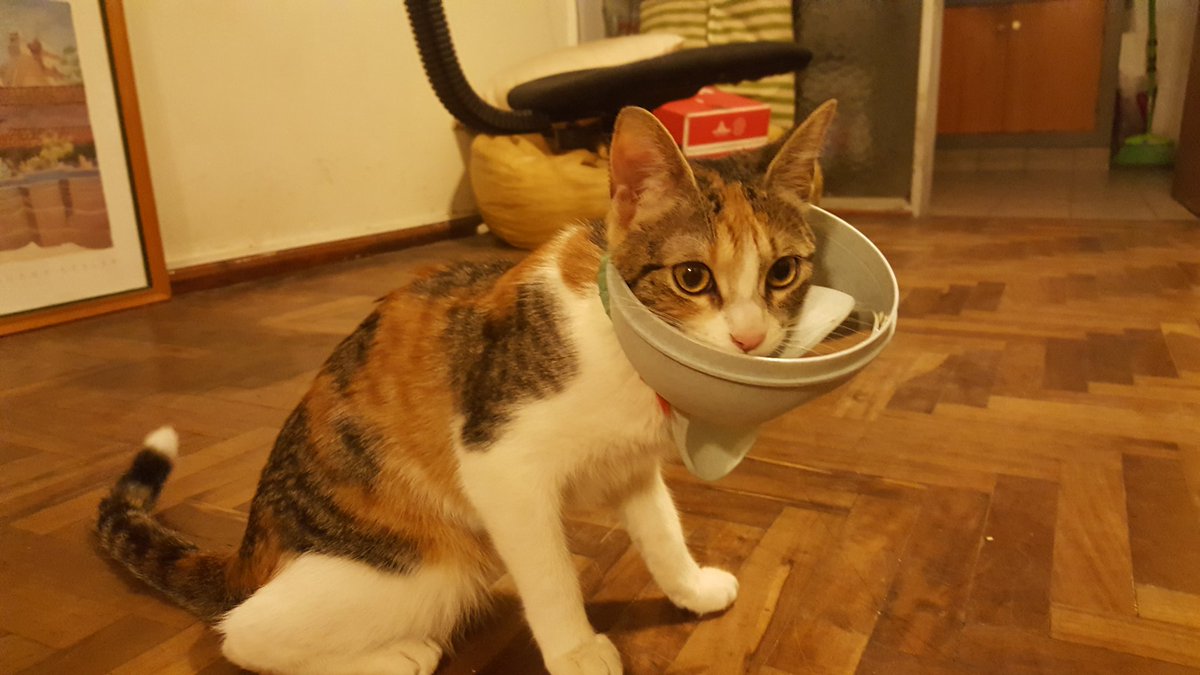 LuisVidotto's tweet photo. Esto pasa cuando metes la cabeza donde no debes. 😆🐱 https://t.co/31e6vLCcrc
