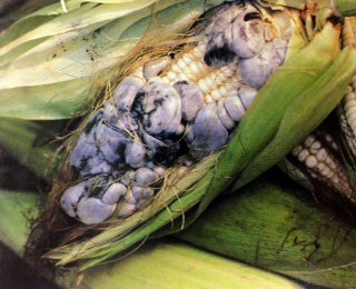MexGrocer's tweet photo. Try Cuitlacoche, Huitlacoche, Corn Smut, Maize Mushroom, Mexican truffle or Mexican caviar. https://t.co/iOiDAGCwaF https://t.co/FentVpETJp